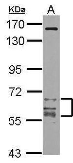 CaMKII gamma Polyclonal Antibody