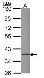PDIK1L Polyclonal Antibody