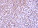 CERT Antibody in Immunohistochemistry (Paraffin) (IHC (P))