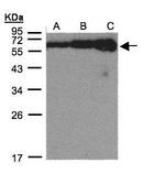 CERT Antibody in Western Blot (WB)