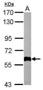 CERT Antibody in Western Blot (WB)