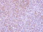 CERT Antibody in Immunohistochemistry (Paraffin) (IHC (P))