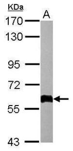 CERT Antibody in Western Blot (WB)