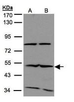 IFIT2 Antibody in Western Blot (WB)