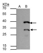 HES1 Antibody in Immunoprecipitation (IP)
