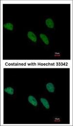 REXO4 Polyclonal Antibody