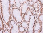REXO4 Antibody in Immunohistochemistry (Paraffin) (IHC (P))