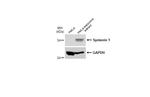 Syntenin 1 Antibody in Western Blot (WB)