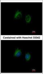 IL-37 Antibody in Immunocytochemistry (ICC/IF)