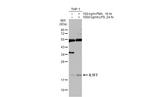 IL-37 Antibody in Western Blot (WB)