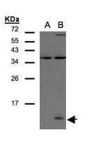 CCL14 Antibody in Western Blot (WB)