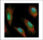 Syntenin 1 Polyclonal Antibody