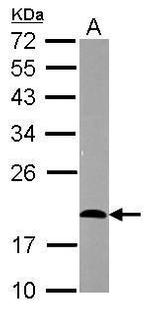 CD3e Antibody in Western Blot (WB)