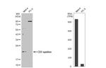 CD3e Antibody in Western Blot (WB)