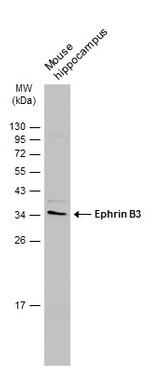 Ephrin B3 Polyclonal Antibody