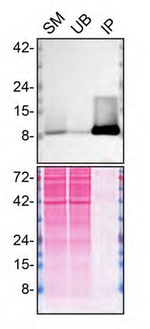 FCER1G Antibody in Immunoprecipitation (IP)