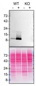 FCER1G Antibody in Western Blot (WB)