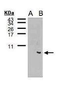 FCER1G Antibody in Western Blot (WB)