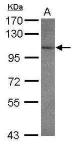 GluR7 Polyclonal Antibody