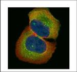 HIC5 Polyclonal Antibody