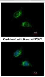 OLFM1 Polyclonal Antibody