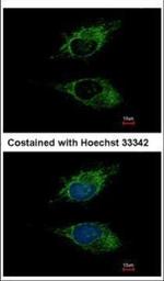 SIGLEC8 Antibody in Immunocytochemistry (ICC/IF)