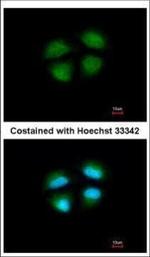 MED4 Polyclonal Antibody