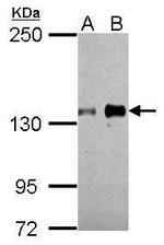 Axl Antibody in Western Blot (WB)