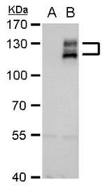 Axl Antibody in Western Blot (WB)