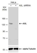 Axl Antibody