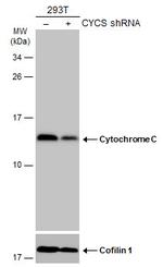 Cytochrome C Antibody in Western Blot (WB)