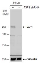 ZO-1 Antibody in Western Blot (WB)