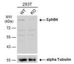 EphB4 Antibody in Western Blot (WB)