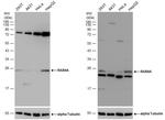 Rab4 Antibody in Western Blot (WB)