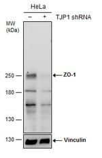 ZO-1 Antibody in Western Blot (WB)