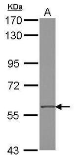 ZNF350 Antibody in Western Blot (WB)