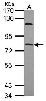 RFX4 Polyclonal Antibody