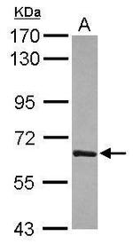 T-bet Antibody in Western Blot (WB)