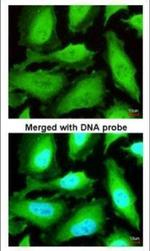 TrxR1 Antibody in Immunocytochemistry (ICC/IF)