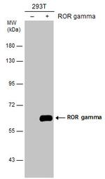 ROR gamma Polyclonal Antibody