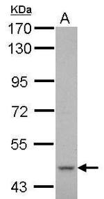 CYP51A1 Antibody in Western Blot (WB)