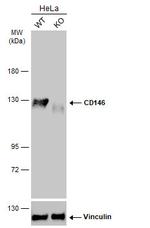 CD146 Antibody in Western Blot (WB)