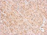 MINK1 Antibody in Immunohistochemistry (Paraffin) (IHC (P))