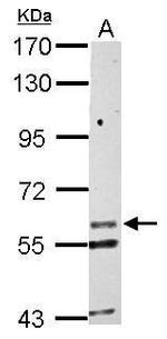 KCNG1 Polyclonal Antibody