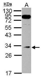 MED8 Antibody in Western Blot (WB)