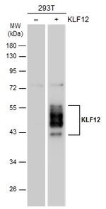 KLF12 Antibody in Western Blot (WB)