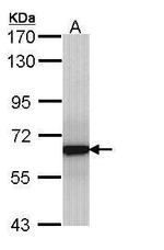 GRB14 Antibody in Western Blot (WB)