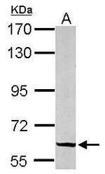 GRB14 Antibody in Western Blot (WB)