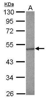 SMAD5 Antibody in Western Blot (WB)