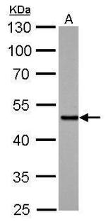SMAD5 Antibody in Western Blot (WB)